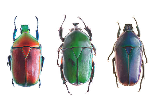 Beetle Beetle scarab beetle stock pictures, royalty-free photos & images