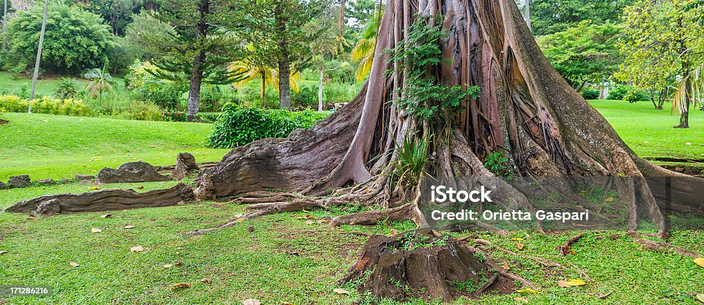 Strebepfeiler Wurzeln - Lizenzfrei Botanischer Garten Stock-Foto