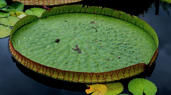 Water lilies blooming in summer pond