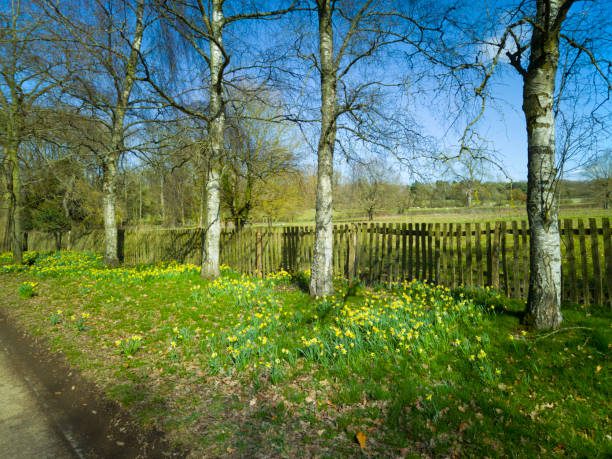 footpath daffodils spring wild flowers walking hiking