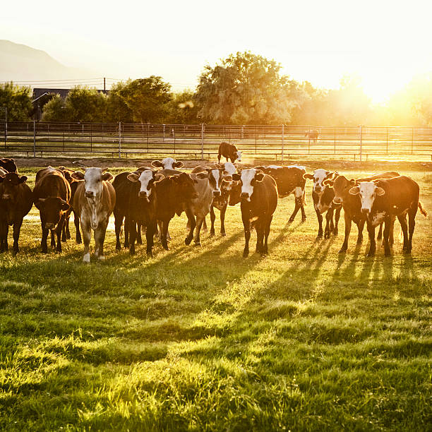 hereford 牛パスチュアの夕暮れ時 - field hereford cattle domestic cattle usa ストックフォトと画像