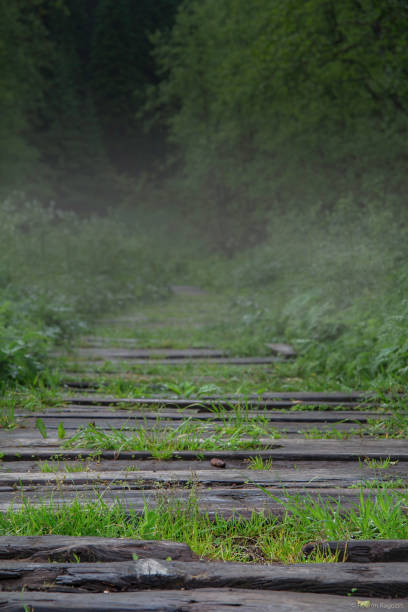 istock Road to the forest 1712863431