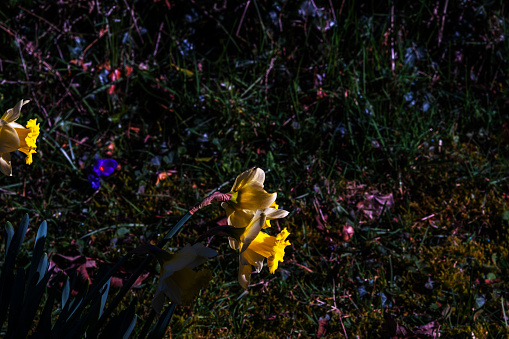 footpath daffodils spring wild flowers walking hiking
