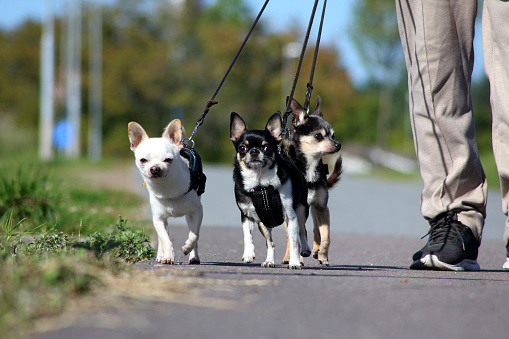 3 chihuahuas out in a walk