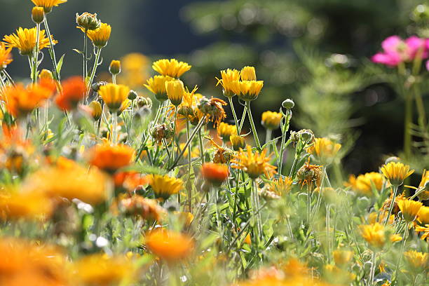 istock meadow with pot marigold - calendula officinalis 171286584