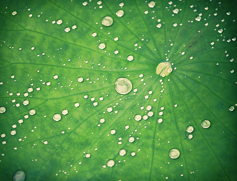 Close-up of a Lotus leaf with water drops