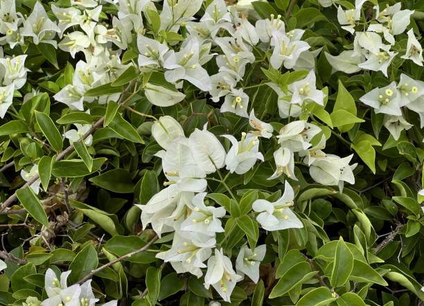 istock white flowers in the garden. 1712866766