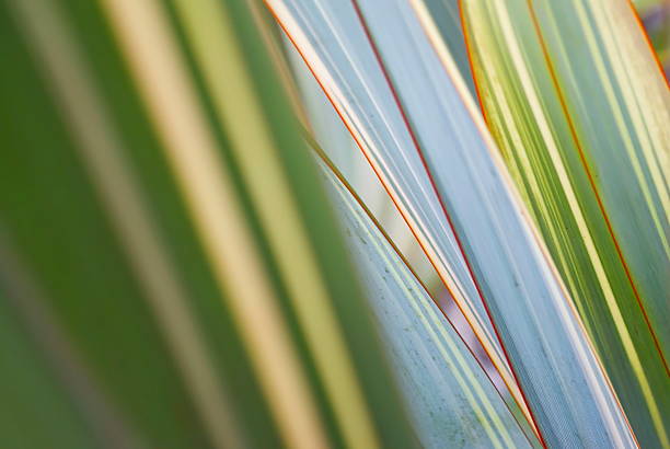 phormium'желтый wave, новозеландский лён - plant size стоковые фото и изображения