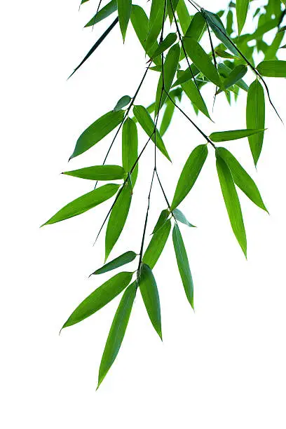 Bamboo leaves isolated on white