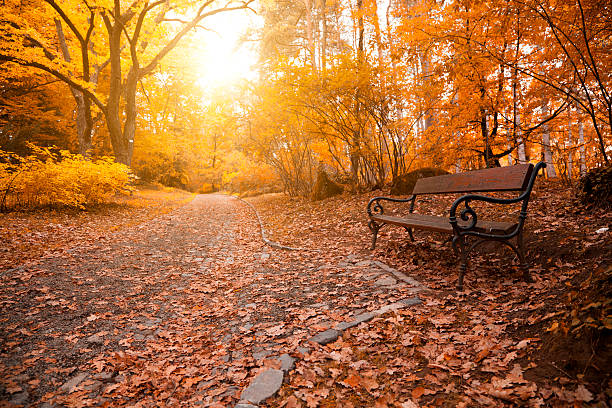 istock Autumn a park bench in Hungary 171287098