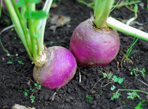 Close up of Turnips growing in a backyard garden.  See also