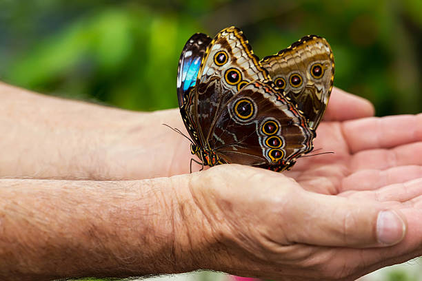 バタフライ：加齢、グレースバタフライ - malachite butterfly ストックフォトと画像