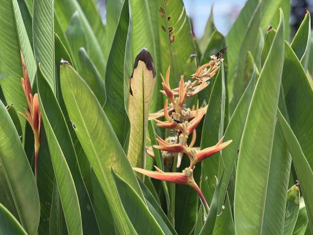 istock a flower in a banana tree. 1712875503