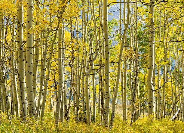 aspen árboles otoño de colores colorado - usa action adventure aspen tree fotografías e imágenes de stock