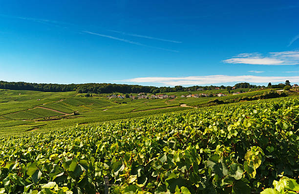 Champagne vineyards in Cramant Late summer vineyards of a Premiere Cru area of France showing the lines of vines in the background and diagonal vines in the foreground.The village of Cramant is in the background. cramant stock pictures, royalty-free photos & images