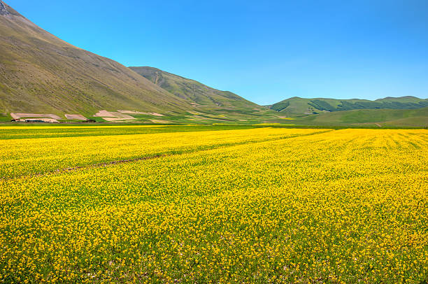 istock Field of yellow flowers 171287817