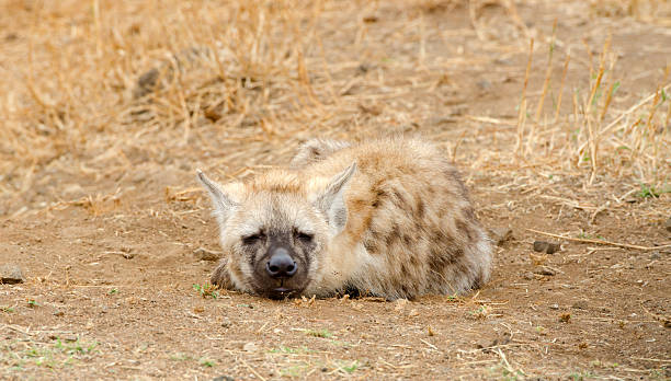 Spotted Hyena Cub Sleeping - South Africa