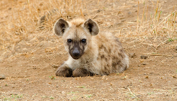 istock Spotted Hyena Cub - South Africa 171287919