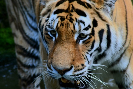 majestic Siberian tiger head