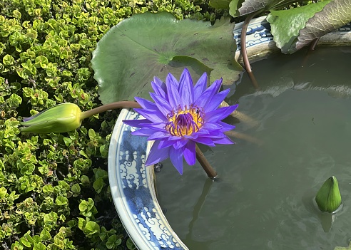 a purple water lily floating in a pond..