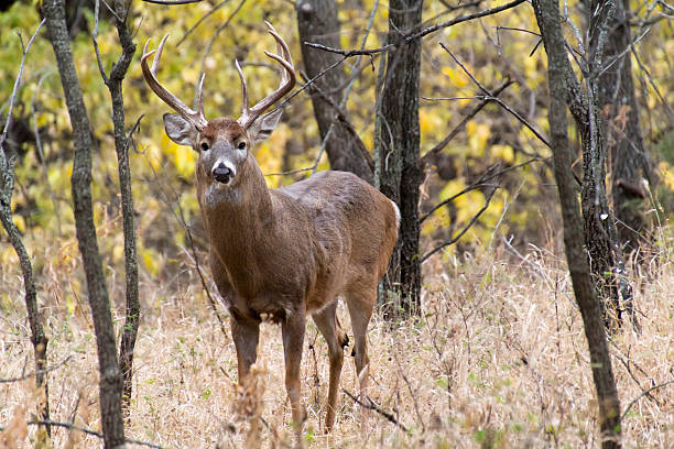 próximo encuentro con gran whitetail que enfatiza la presencia de tensión - emphasizing fotografías e imágenes de stock