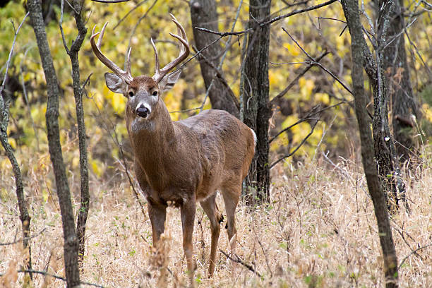 Close Encounter With Large Whitetail Buck Emphasizing His Presence stock photo