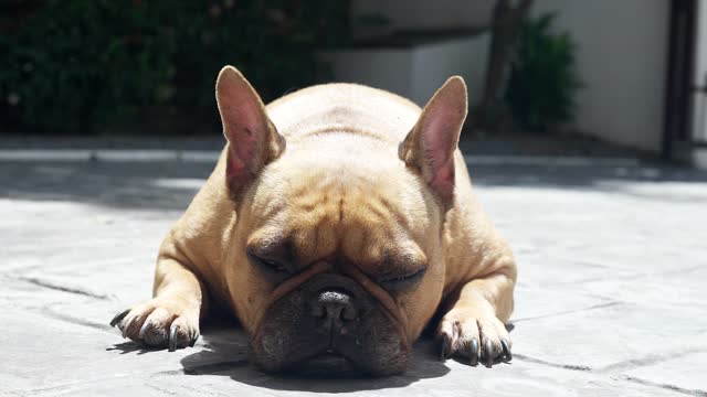 Close up Panting Dog Sunbathing on Sunny Floor.