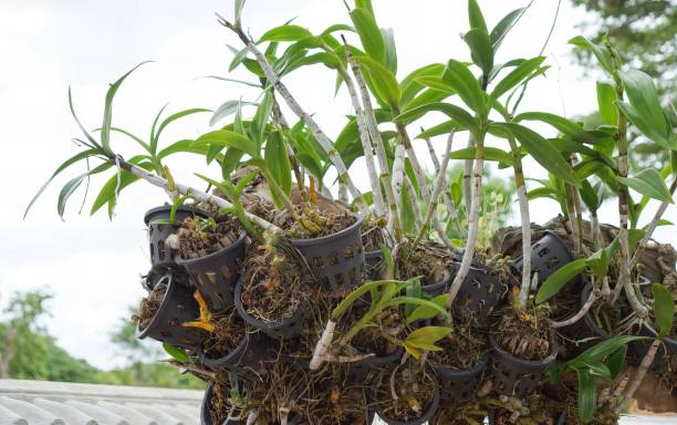 istock plants in pots on a balcony. 1712882135