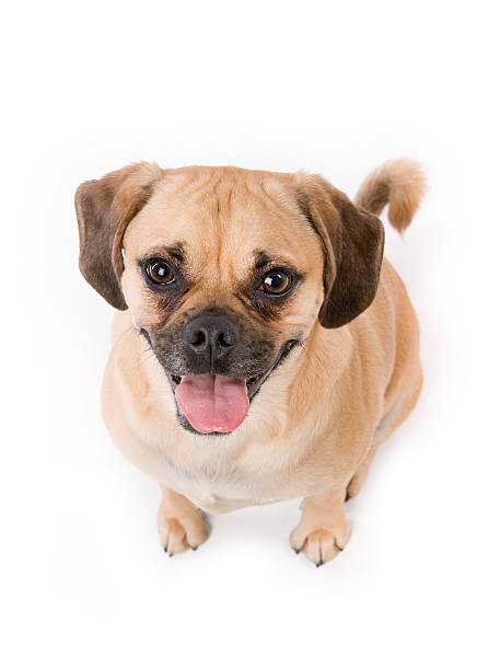 Happy Puggle Puppy Dog Panting Isolated on White