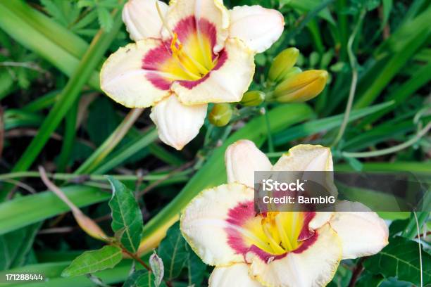 Liliáceas - Fotografias de stock e mais imagens de Amarelo - Amarelo, Ao Ar Livre, Beleza natural