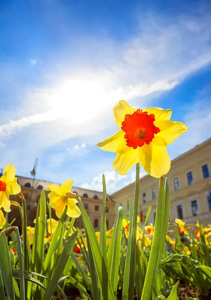 Daffodils at the square Odeonsplatz in Munich, Shot from very low angle. Shot directly into the sun. In the background buildings around the Odeonsplatz.