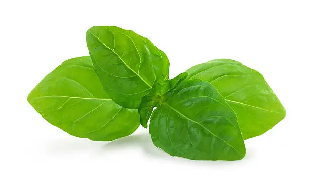 Fresh basil  on white background with clipping path