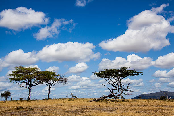 istock Acacia-trees in the Serengeti Nationalpark with dramatic clouds 171288637