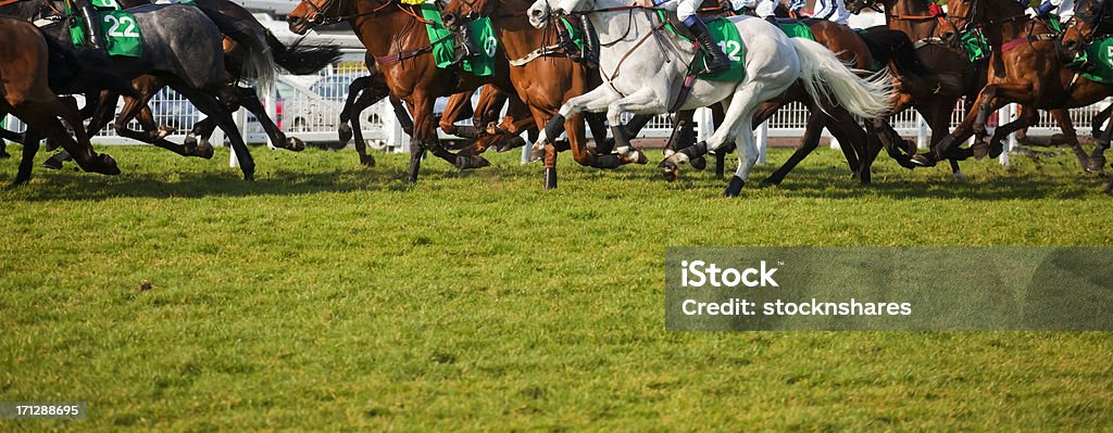 The Race is On A large number of thoroughbred racehorses at full gallop during a race on the turf at the racecourse. Good copy space. Horse Racing Stock Photo