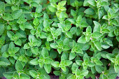 Close-up of herbs