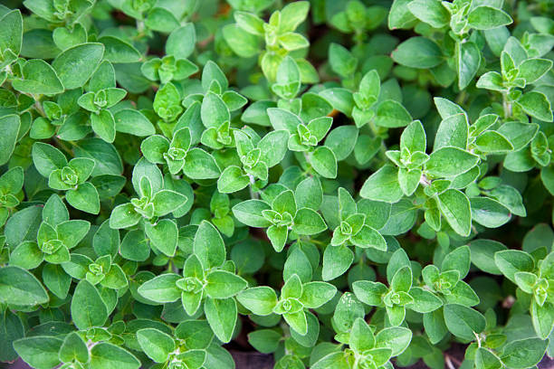 Close-up of herbs A close up of some herbs in a planter. The plant is oregano. oregano stock pictures, royalty-free photos & images