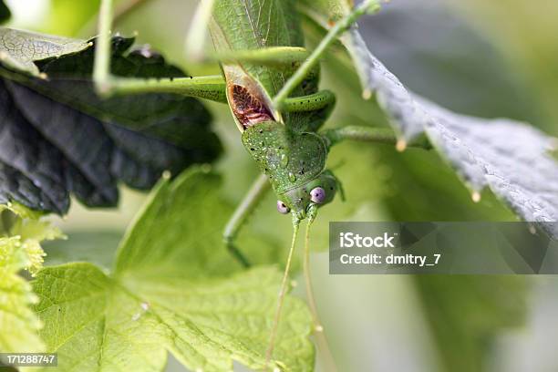 Gafanhoto - Fotografias de stock e mais imagens de Acrididae - Acrididae, Animal, Cor verde