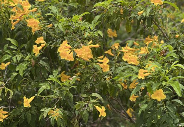 istock the flowers are yellow and orange.. 1712889243