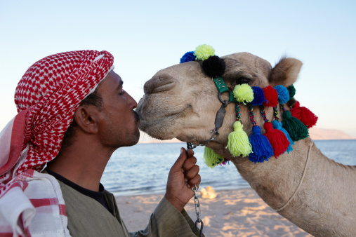 Bedouin Village, Egypt - April 21, 2023 : Camel drinking water in the Sahara desert in Egypt.
