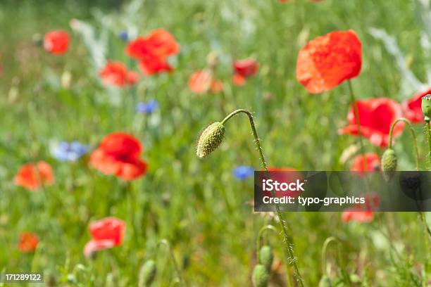 Germoglio Di Cucciolo - Fotografie stock e altre immagini di Ambientazione esterna - Ambientazione esterna, Bocciolo, Campo