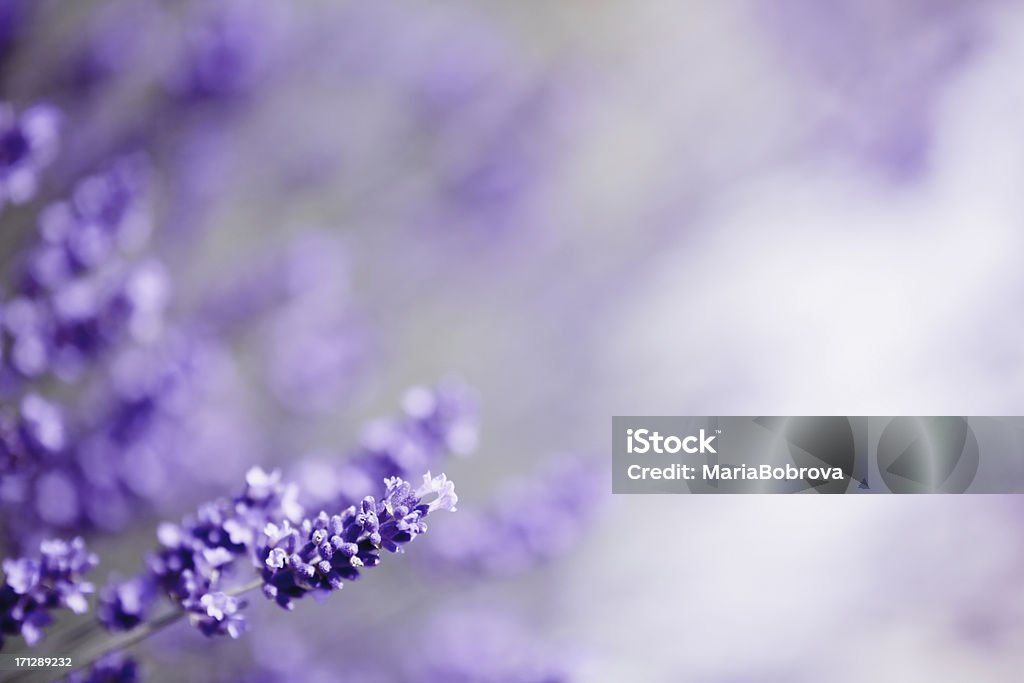 Lavanda - Royalty-free Lavanda - Planta Foto de stock