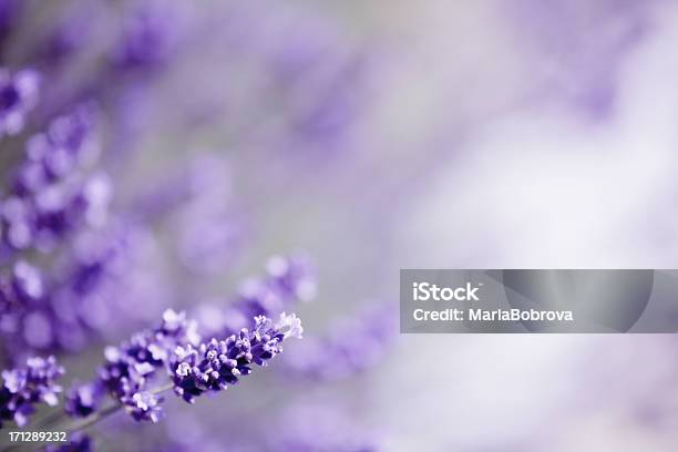 Lavanda - Fotografias de stock e mais imagens de Lavanda - Planta - Lavanda - Planta, Cor de Lavanda, Plano de Fundo