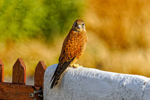 juveniler felsenturmfalke an der wand mit blick auf die kamera - athleticism multi colored red brown stock-fotos und bilder