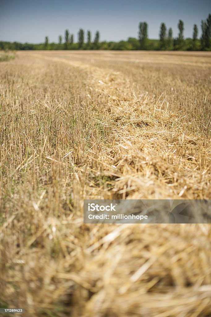 Palha no campo - Foto de stock de Agricultura royalty-free