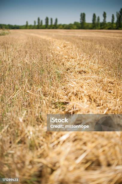 Foto de Palha No Campo e mais fotos de stock de Agricultura - Agricultura, Ajardinado, Amarelo