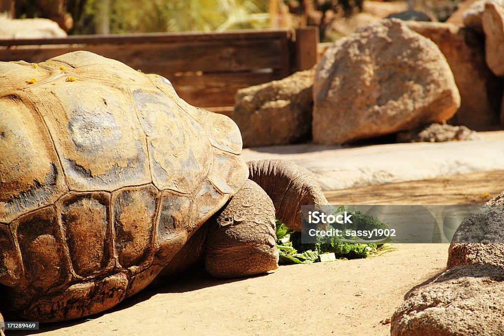Tortoise Eating Turtle Animal "Tortoise eating lunch. Tortoises ( /Etair.tas.Az/, Testudinidae) are a family of land-dwelling reptiles in the order Testudines. Most land based tortoises are herbivores, feeding on grazing grasses, weeds, leafy greens, flowers, and some fruits although there are some omnivorous species in this family.  Like their marine cousins, the sea turtles, tortoises are shielded from predators by a shell. The top part of the shell is the carapace, the underside is the plastron, and the two are connected by the bridge. The tortoise has an endoskeleton with an adaptation of having an external shell fused to the ribcage. Tortoises can vary in size from a few centimeters to two meters. Tortoises are usually diurnal animals with tendencies to be crepuscular depending on the ambient temperatures. They are generally reclusive animals." Giant Tortoise Stock Photo