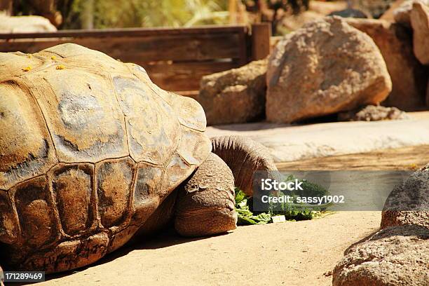 Tortoise Eating Turtle Animal Stock Photo - Download Image Now - Giant Tortoise, Mottled, Aldabra Giant Tortoise