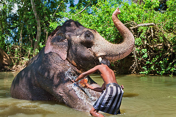 istock Mahout bathing his elephant in the river 171289738
