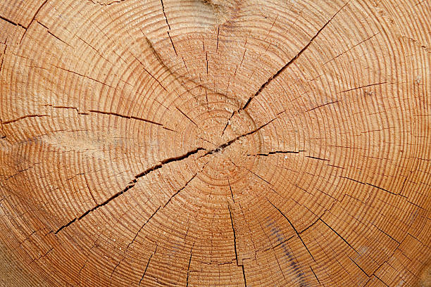 istock felled timber XXXL 171289839
