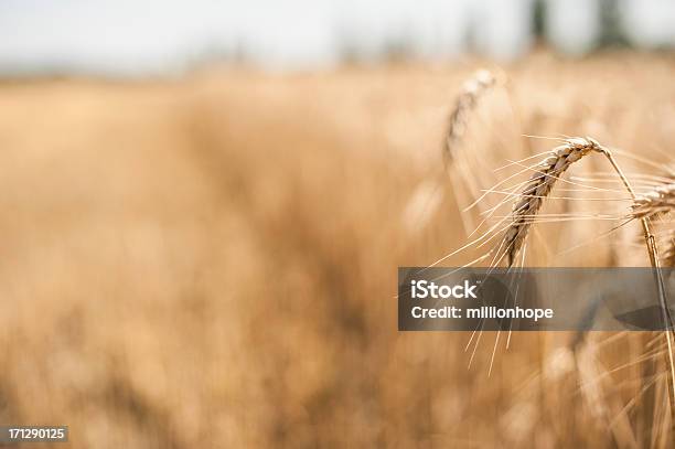 Golden Gerste In Das Feld Stockfoto und mehr Bilder von Agrarbetrieb - Agrarbetrieb, Bildhintergrund, Brotsorte